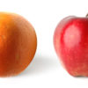 Are acrylics as durable as oils? Apple and orange on a white background