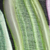 10 Fluid Interference Colors FluidInterference