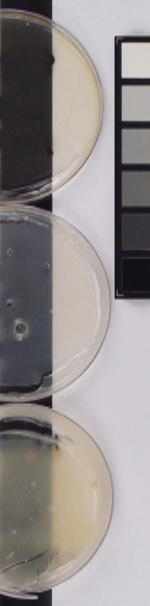 Naturally aged samples of acrylic resins poured in 1992, including on the bottom a pour of ethyl acrylate/methyl methacrylate polymer and two samples of butyl acralate/ methyl methacrylate polymers.