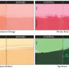Beauty and the Best: Wrestling with Changes in Williamsburg Test panels showing outdoor exposure results compared to unexposed controls. Jaune Brilliant showed little change and its formula will remain the same. Other blends will be changing and made with
ASTM 1 rated pigments.